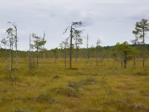 Parc national de Pyhä-Häkki