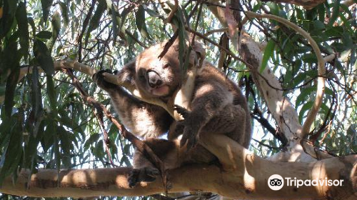 Kennet River Koala Walk