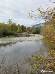 Adams River Salmon Run