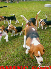 The Beagle MANIA