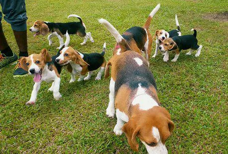 The Beagle MANIA