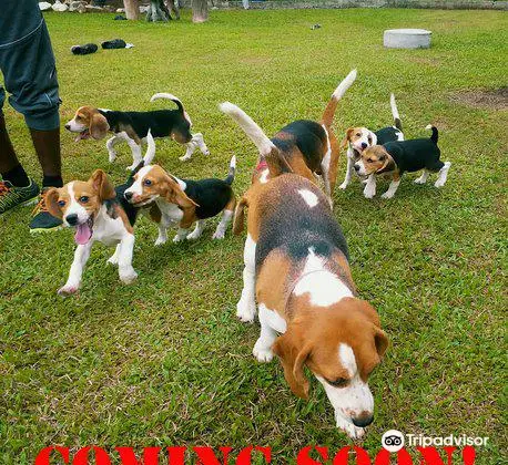 The Beagle MANIA