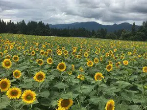 Tsunan Sunflower Field