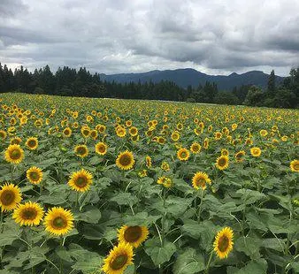 Tsunan Sunflower Field