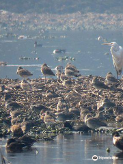 Surajpur Bird Sanctuary