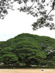 Giant Tree Kanchanaburi