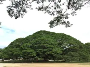 巨型雨樹