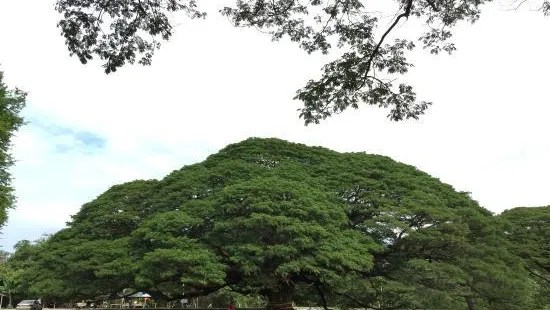 巨型雨樹