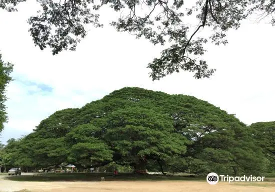 Giant Tree Kanchanaburi
