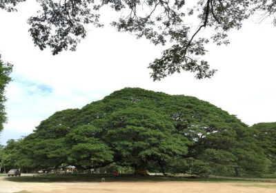 Giant Tree Kanchanaburi