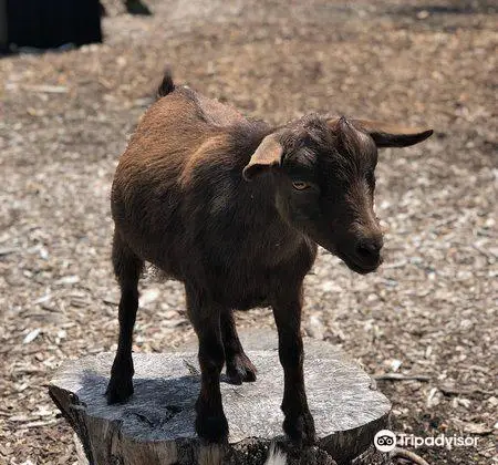 SPCA Petting Zoo