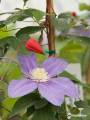 The Rogerson Clematis Garden