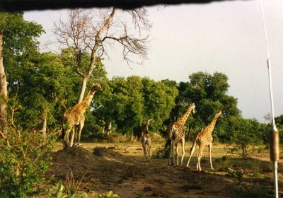 Manovo-Gounda St Floris National Park