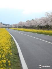 Noksan-ro Canola Flower Road