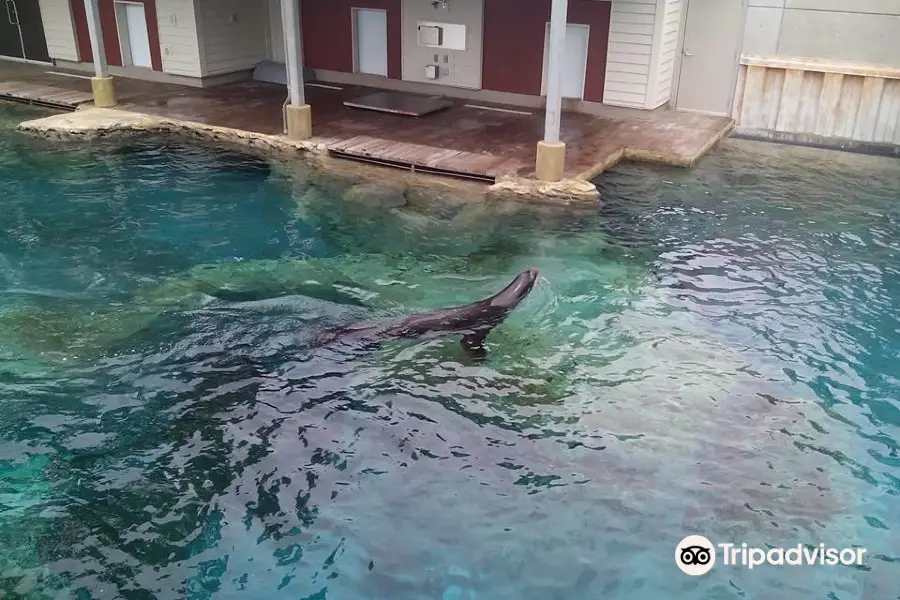 Sea Lion Landing