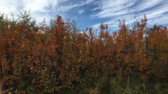 Saskatoon Island Provincial Park