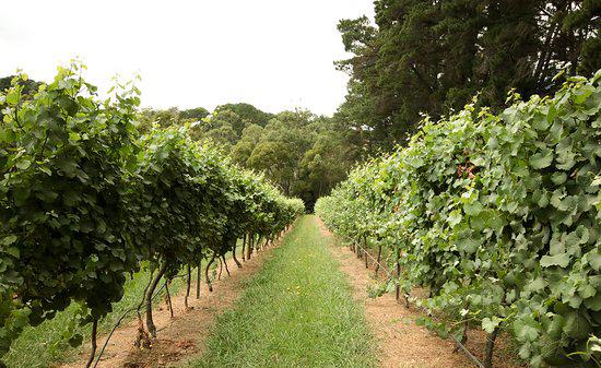 Mantons Creek Estate Cellar Door