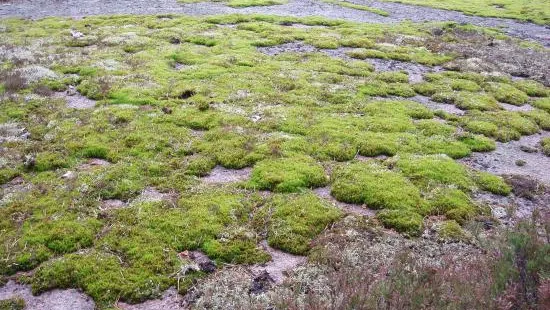 Bjornnasets naturreservat