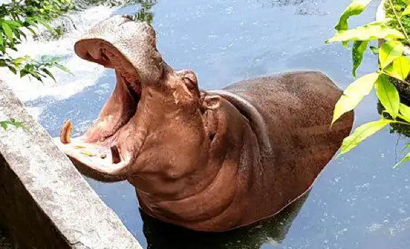 Hotels near Hatyai Van Tour