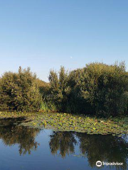 Marsh Water Ponds