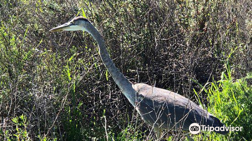 Madrona Marsh