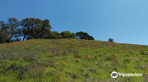 Pearson-Arastradero Preserve