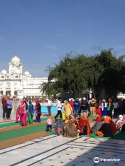 Dukh Bhanjani Ber Tree