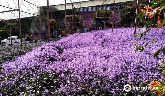 金馬侖高原日遊