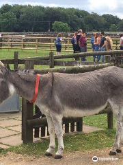 The Donkey Sanctuary, Derbyshire