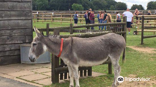 The Donkey Sanctuary, Derbyshire