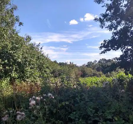 Old Basing and Lychpit