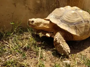 Haifa Zoo