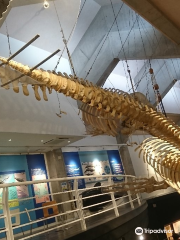 Kiramesse Muroto Whale Museum