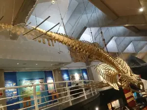 Kiramesse Muroto Whale Museum