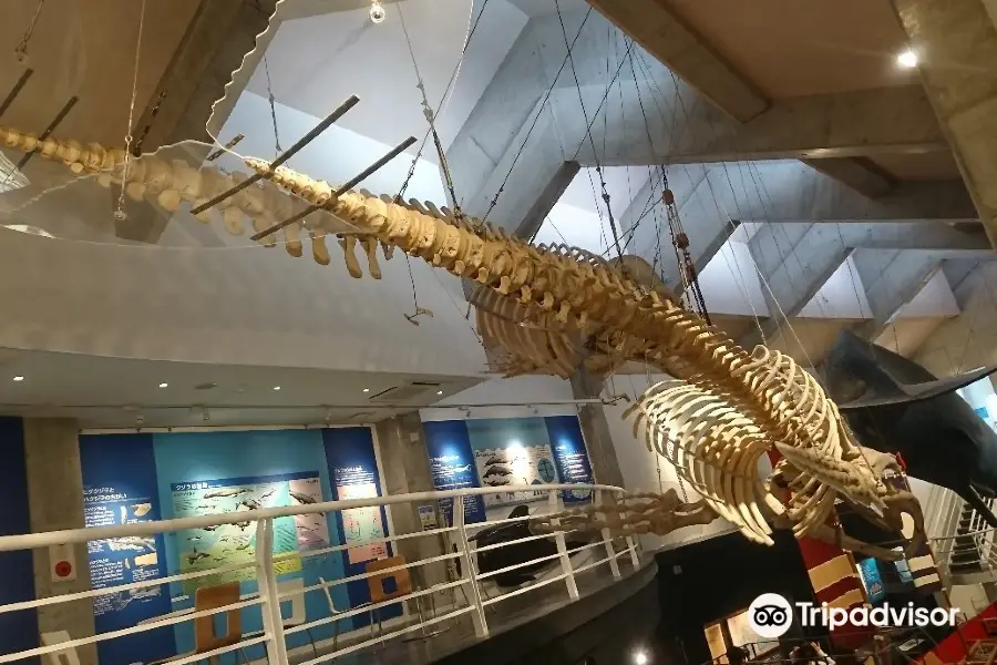 Kiramesse Muroto Whale Museum