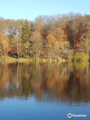 Forest of Compiègne