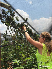 BON-AF BERRY FARM