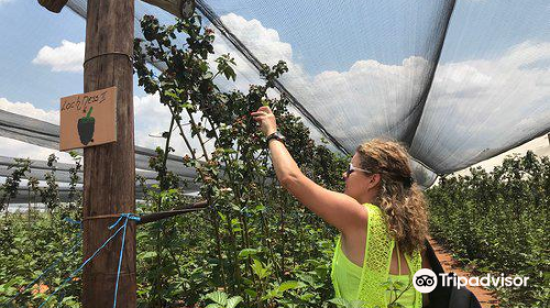 BON-AF BERRY FARM