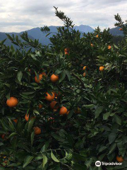 Kenchanmikan Orchards