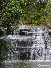 Gills Scenic Reserve