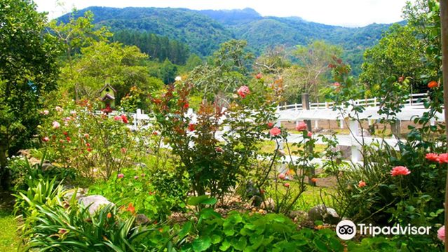 Boquete Bees and Butterflies