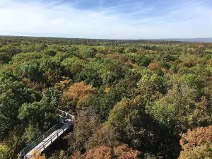 Baumkronenpfad im Nationalpark Hainich