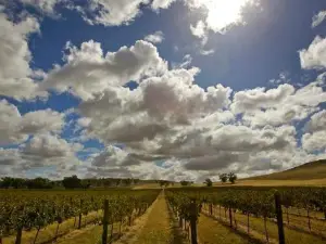 Tallis Wine