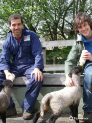 Swansea Community Farm