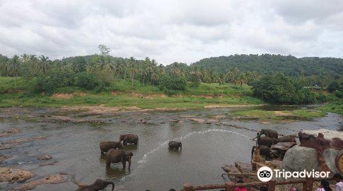 Pinnawala Jumbos