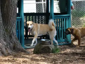 Kennebunk Dog Park