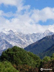 Palampur Tea Garden