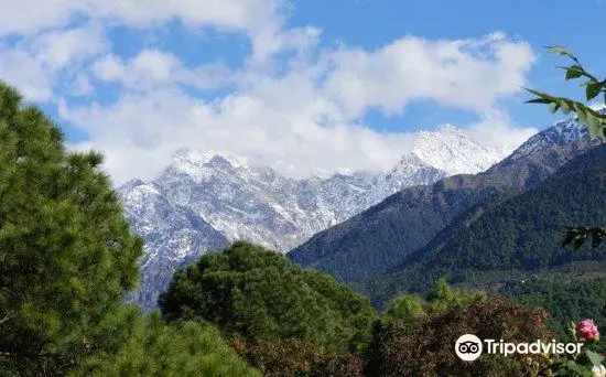 Palampur Tea Gardens