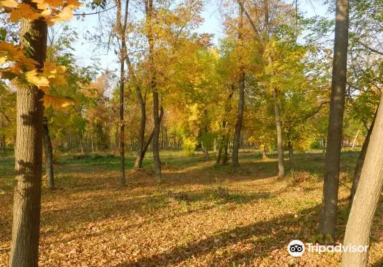 Городской парк культуры и отдыха