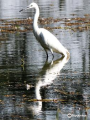 Thol Bird Sanctuary